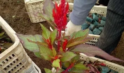 Unveiling the Secrets of Cockscomb Care - Creating a Colorful Sea of Flowers (Master Cockscomb Breeding Methods, Admire Beautiful Flowers, Enjoy a Charming Life) 2