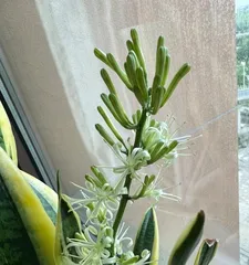 How to care for a Snake Plant to make it bloom? (Master these tips to make your Snake Plant bloom with beautiful flowers!)