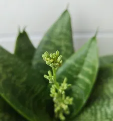 How to care for a Snake Plant to make it bloom? (Master these tips to make your Snake Plant produce brilliant blossoms!) 2