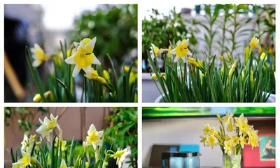 Daffodil Care Guide (How to Properly Care for Unblooming Daffodils)