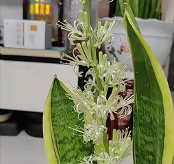 How to care for a Snake Plant to make it bloom? (Master these tips to make your Snake Plant produce brilliant blossoms!) 3