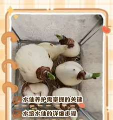 Narcissus Care Guide (How to Properly Care for Narcissus Before It Blooms) 2