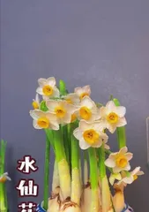 Narcissus Care Guide (How to Properly Care for Narcissus Before It Blooms) 3