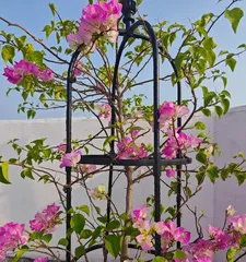 The Cultivation and Sunlight Requirements of Bougainvillea (Creating a Vibrant Flower Sea, Understanding Bougainvillea's Love for Sunlight)