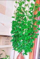 Bonsai Art with Sweet Potato Sprouts (Discovering the Source of Beauty - The Charm and Creativity of Sweet Potato Bonsai) 1