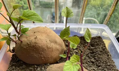 Bonsai Art with Sweet Potato Sprouts (Discovering the Source of Beauty - The Charm and Creativity of Sweet Potato Bonsai) 2