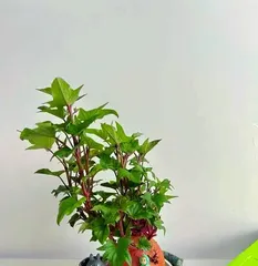 Bonsai Art with Sweet Potato Sprouts (Discovering the Source of Beauty - The Charm and Creativity of Sweet Potato Bonsai) 3