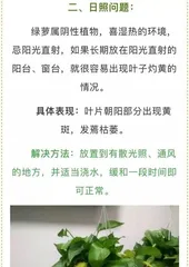 Pothos Care Tips - Make Your Pothos Lusher (Key Tips for a Healthy Pothos, Helping You Become a Care Expert) 1