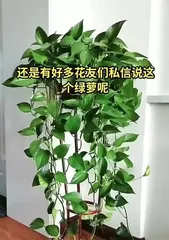 Pothos Care Tips - Make Your Pothos Lusher (Key Tips for a Healthy Pothos, Helping You Become a Care Expert) 2