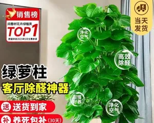 Pothos Care Tips - Make Your Pothos Lusher (Key Tips for a Healthy Pothos, Helping You Become a Care Expert) 3