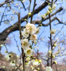 How to avoid plum blossom leaves wilting? (Master the correct maintenance methods to keep plum blossoms evergreen and not wither easily) 1