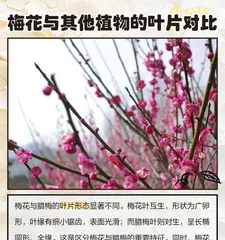 How to avoid plum blossom leaves wilting? (Master the correct maintenance methods to keep plum blossoms evergreen and not wither easily) 3