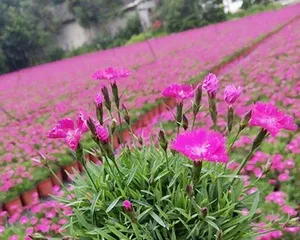 Perennial Flower Varieties and Maintenance Tips (Creating an Evergreen Garden) 2