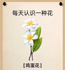 Creating a Stunning Garden - A Complete Guide to Plumeria Care (Step-by-step Guide to Caring for Plumeria for a Longer Blooming Period) 1