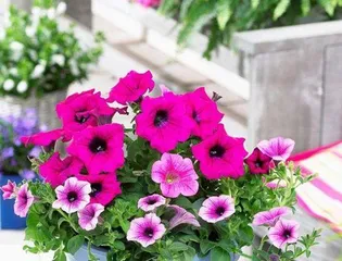 Perennial Flower Varieties and Maintenance Tips (Creating an Evergreen Garden) 3