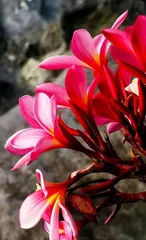 Creating a Stunning Garden - A Complete Guide to Plumeria Care (Step-by-step Guide to Caring for Plumeria for a Longer Blooming Period) 3