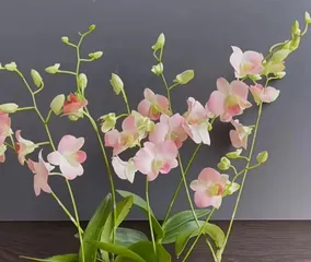 Dendrobium Chrysanthum Care Guide (Creating a Autumn Color Feast in Your Garden)