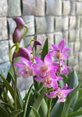 Dendrobium autumnale Care Guide (Creating an Autumn Feast in the Garden) 2
