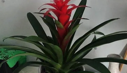 Boluo