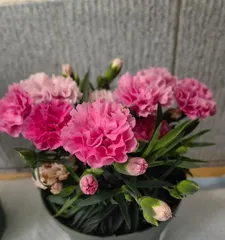 Methods and Techniques for Home Carnation Care (Creating a Beautiful Garden, Starting with Carnations) 1
