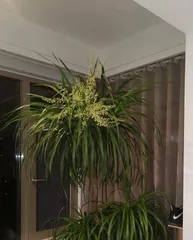 Caring Guide for Dragon Trees (Learn how to properly care for dragon trees to help them grow healthy)