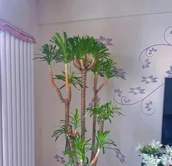 Plant Dragon Tree Care Guide (Learn how to properly care for the Dragon Tree and help it thrive) 2