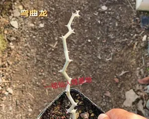 Plant Dragon Tree Care Guide (Learn how to properly care for the Dragon Tree and help it thrive) 3