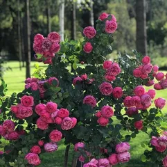 Explore the growth habits of Duke Rose (An investigation into whether Duke Rose is a climbing or shrub rose)