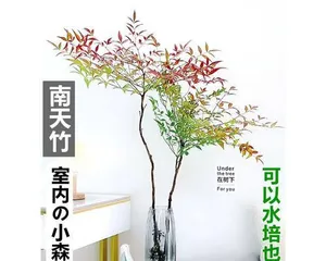 How to Make Lucky Bamboo Thrive (Lucky Bamboo Care Tips and Experience Sharing)