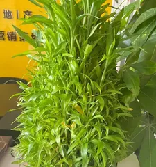 How to Make Your Lucky Bamboo Thrive (Lucky Bamboo Care Tips and Experience Sharing) 2