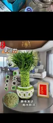 How to Make Your Lucky Bamboo Thrive (Lucky Bamboo Care Tips and Experience Sharing) 3