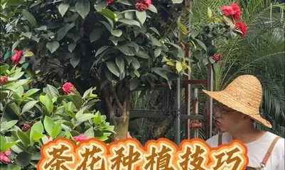 Cultivation of Red Camellia at Home (Creating Lush Camellia Potted Plants)