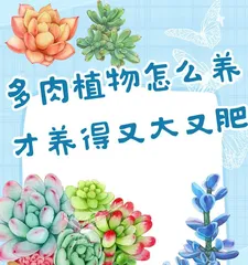 Tips and Methods for Growing Succulents in Cups (A Simple and Practical Guide to Home Succulent Care) 1