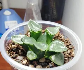 Tips and Methods for Growing Succulents in Cups (A Simple and Practical Guide to Home Succulent Care) 2