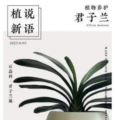 How to scientifically care for Clivia Miniata? (Summer cultivation tips all-in-one)