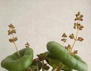 Tips and Methods for Growing Succulents in Cups (A Simple and Practical Guide to Home Succulent Care) 3