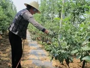 The correct way to water fruit trees (the key to ensuring their growth)