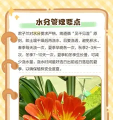 How to Scientifically Care for Clivia? (A Complete Guide to Summer Care Tips) 2