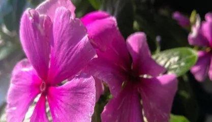 Is the black tower poisonous? How to safely care for it (understand the toxic components of the black tower and care techniques to make your indoor plants healthier)