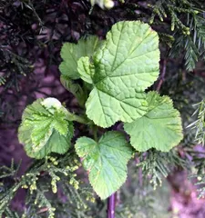 The Art of Caring for Spring-coming Flowers (Starting a Beautiful Garden with Spring-coming Flowers) 1