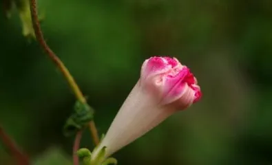 Is Black Tower Poisonous? How to Care for it Safely (Learn about the toxic components and care tips for your indoor plant to be healthier) 2