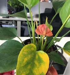 Reasons and Treatment Methods for Yellowing Flamingo Flower Leaves (Master the Correct Care Methods to Restore the Vitality of Flamingo Flowers) 1