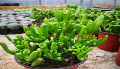 Is Black Tower Poisonous? How to Care for it Safely (Learn about the toxic components and care tips for your indoor plant to be healthier) 3