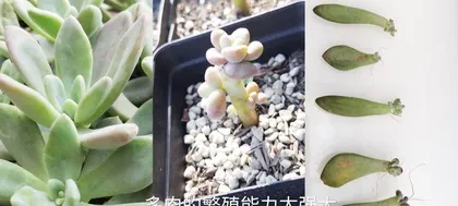 The Art of Caring for Spring-coming Flowers (Starting a Beautiful Garden with Spring-coming Flowers) 2