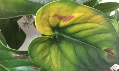 Reasons and Treatment Methods for Yellowing Flamingo Flower Leaves (Master the Correct Care Methods to Restore the Vitality of Flamingo Flowers) 2