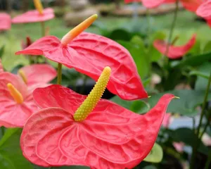 Reasons and Treatment Methods for Yellowing Flamingo Flower Leaves (Master the Correct Care Methods to Restore the Vitality of Flamingo Flowers) 3