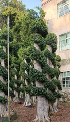 以榕树盆景嫁借的技巧与方法（探索榕树盆景的繁衍生息之道）2