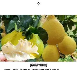 How many years does a blood orange take to bear fruit? Detailed cultivation techniques and maintenance methods explained (Master the key techniques, and a bountiful harvest is the way to go)