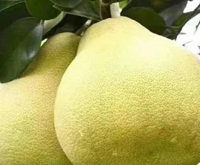 Red pomelo bears fruit in a few years, detailed explanation of planting techniques and maintenance methods (master key skills, harvest is king) 2