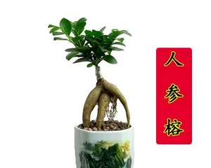 以榕树盆景嫁借的技巧与方法（探索榕树盆景的繁衍生息之道）3